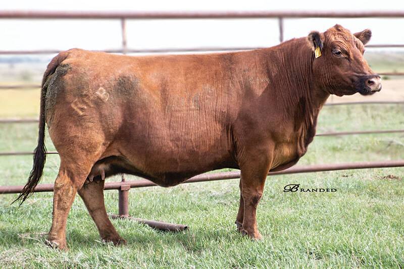 Twedt Red Angus cow