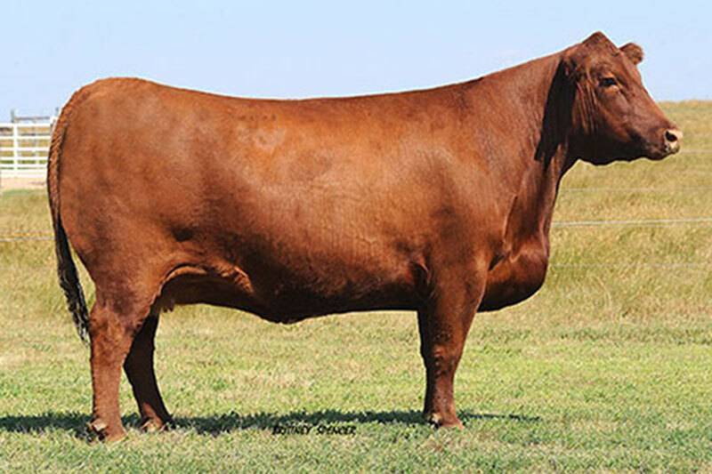 Twedt Red Angus cow