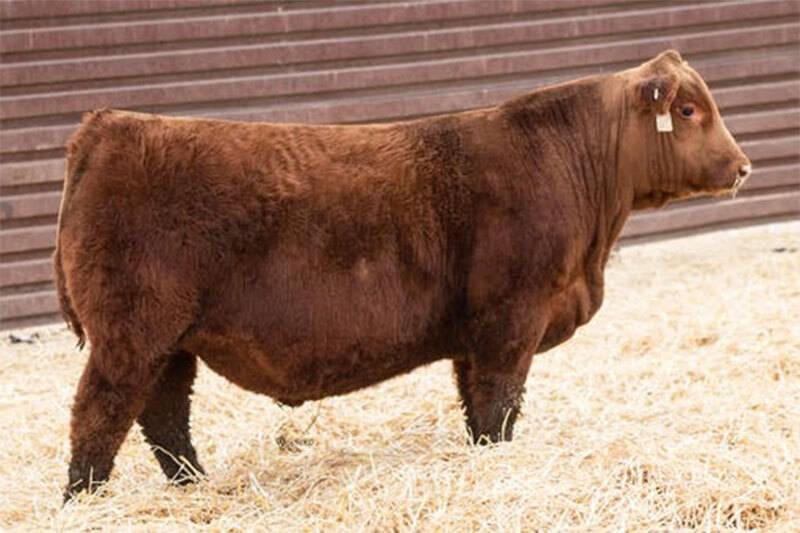 Photo of Twedt Red Angus Production Sale Lot